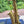 Saxophone alto Selmer Seles Axos